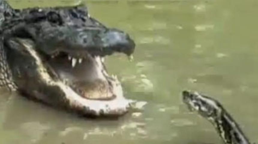 Pitonla timsahın ölümüne kavgası