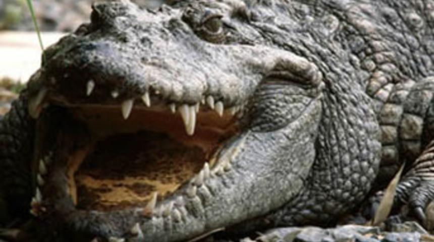 Endonezya'da 10 yaşındaki kızı timsah yuttu