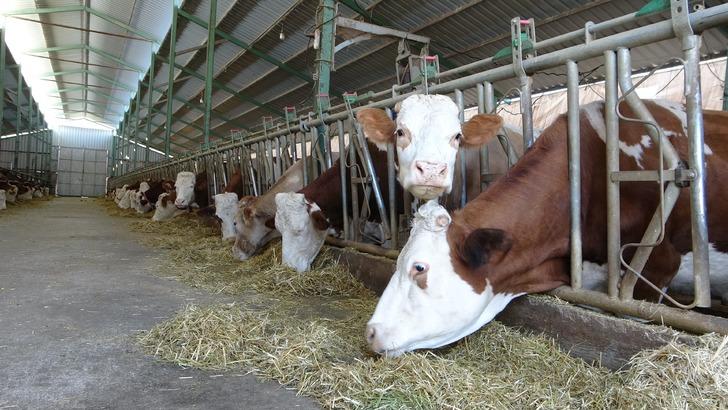 Hayalindeki mesleğe çok yaklaşmışken bir anda vazgeçti! Tavsiye üzerine harekete geçti... 12 dönümlük alana kurdu, üretim yapıyor G3