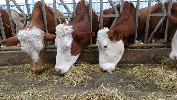 Hayalindeki mesleğe çok yaklaşmışken bir anda vazgeçti! Tavsiye üzerine harekete geçti... 12 dönümlük alana kurdu, üretim yapıyor G4