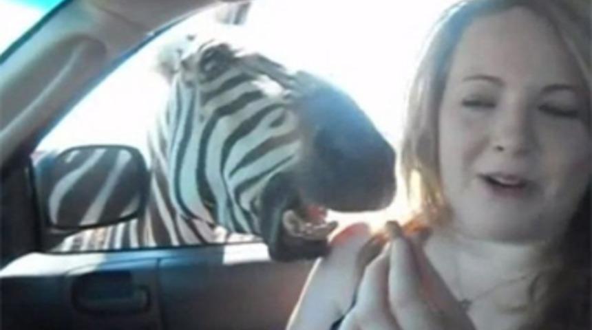 Zebradan beklenmeyen saldırı!