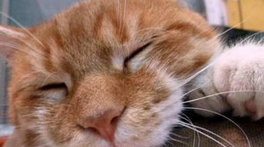 Hayvanlar hayvansever evinden kurtarıldı