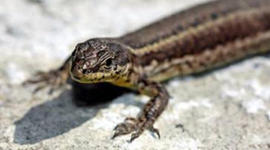 U&ccedil;tu, makinede yıkandı, yine de hayatta kaldı