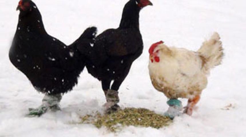 Hayvanların kış kreasyonu