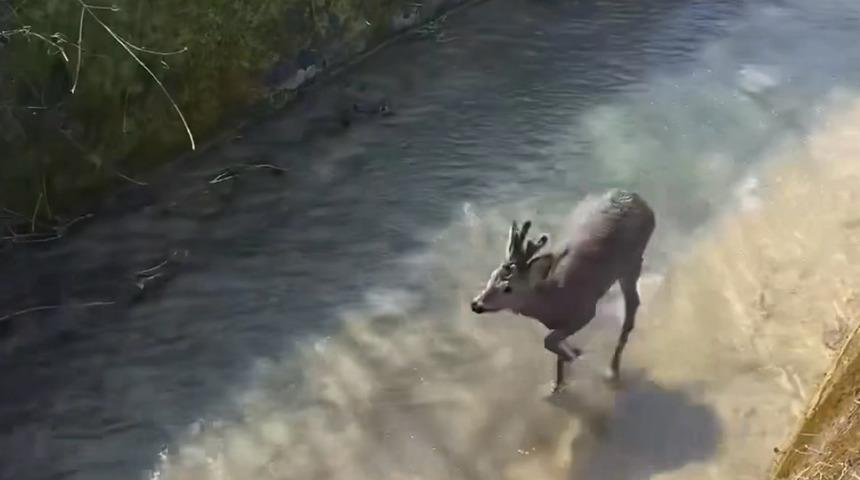 Bartın'da su kanalına düşen karaca balık ağıyla kurtarıldı