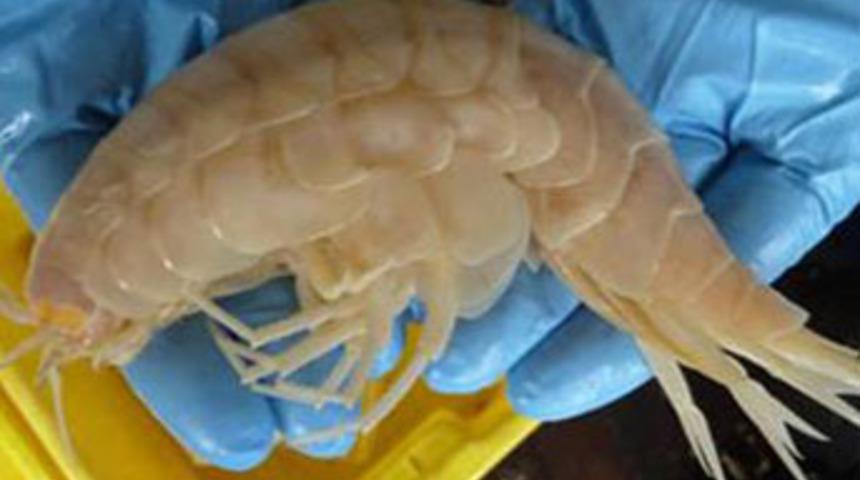 Denizin 7 km altında dev karides