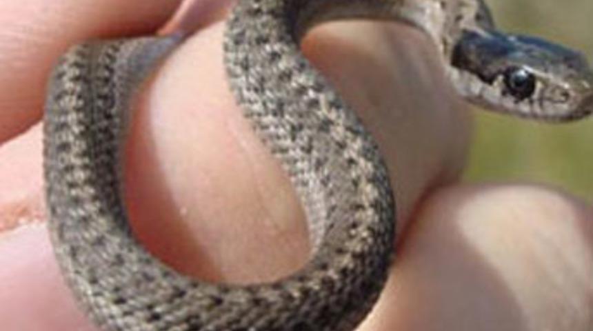 Maden suyu şişesinden yılan çıktı