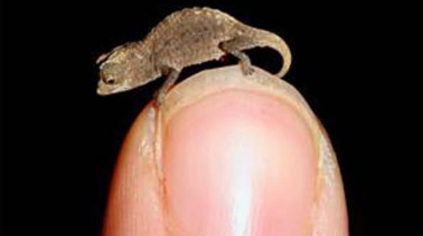 En küçük bukalemun bulundu