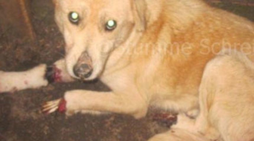 İzmir'de k&ouml;peğe vahşet!