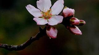 İkinci cemre düştü