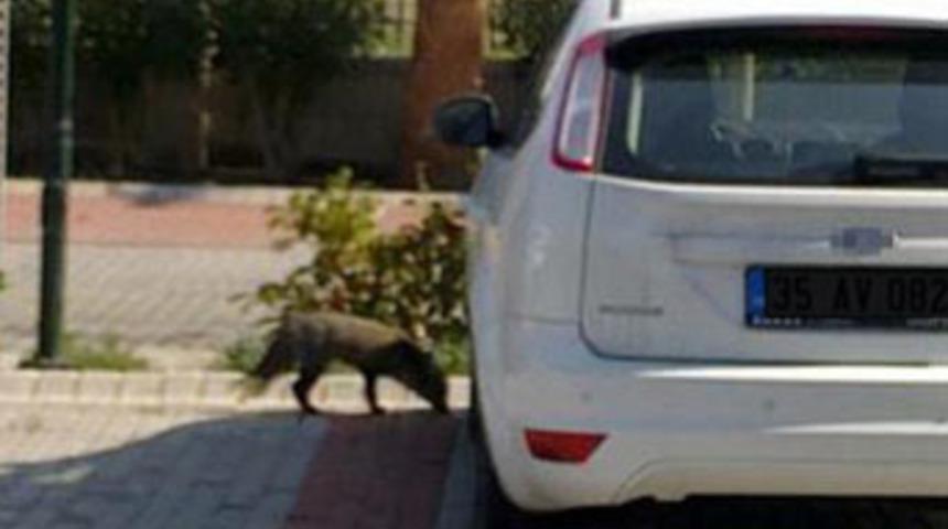 İzmir'e tilki indi