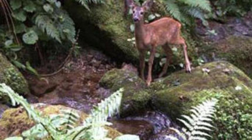 &Uuml;nl&uuml; belgeselciye şok su&ccedil;lama