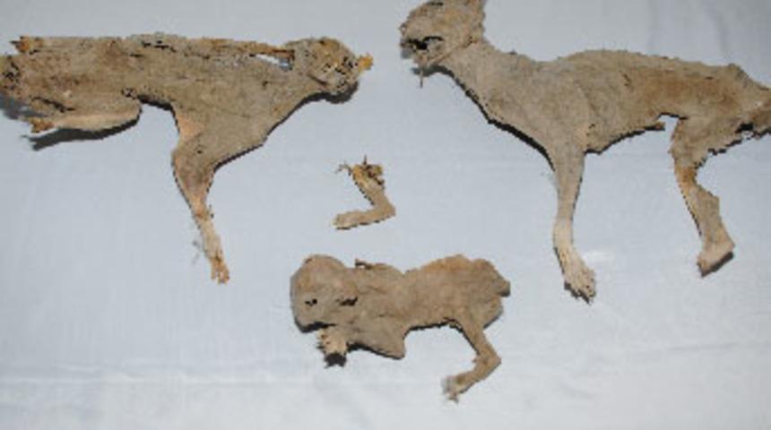 Ankara'da mumya vaşak ele ge&ccedil;irildi