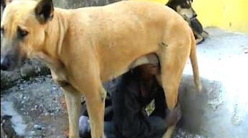 K&ouml;pek s&uuml;t&uuml; i&ccedil;erek hayatta kaldı