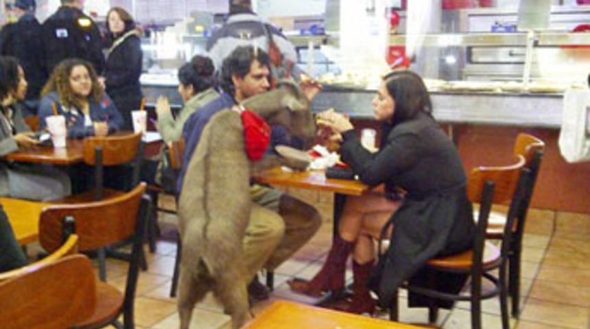 Restoranda pizza yiyen ke&ccedil;i!