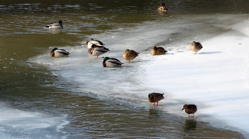 Buzlar çözülünce göçmen kuşlar Kars'a dönmeye başladı