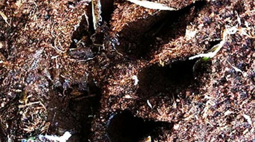 İngiltere'de canavar iddiası!