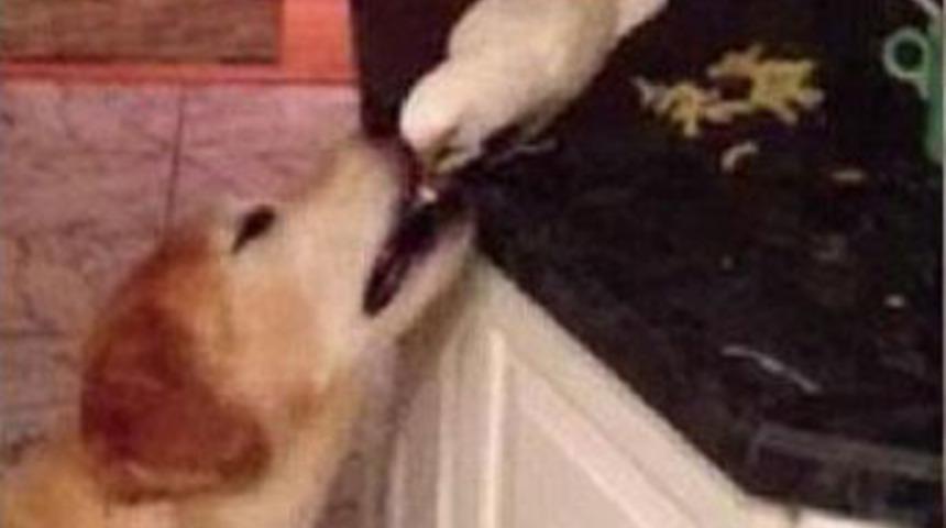 Sıradışı besleme!