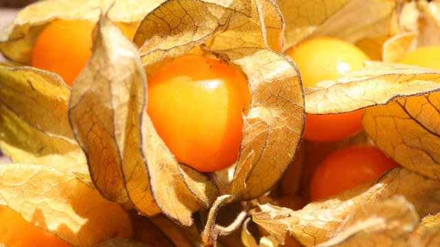 Altın çileğin faydaları nelerdir, altın çilek hangi hastalığa iyi gelir? Altın çilek günde ne kadar yenmeli?