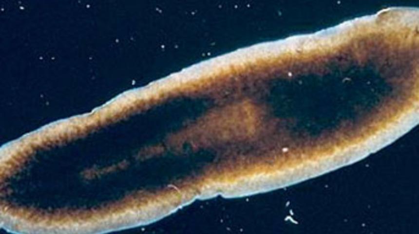 &Ouml;l&uuml;ms&uuml;z canlıyı buldular!