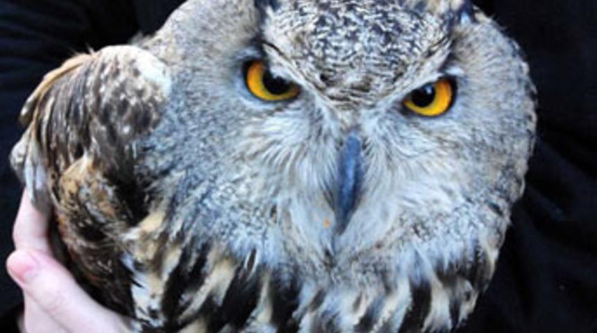 Bu baykuş 2.5 metre!