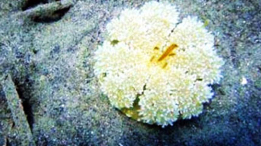 Bu canavar Ege kıyılarını tehdit ediyor