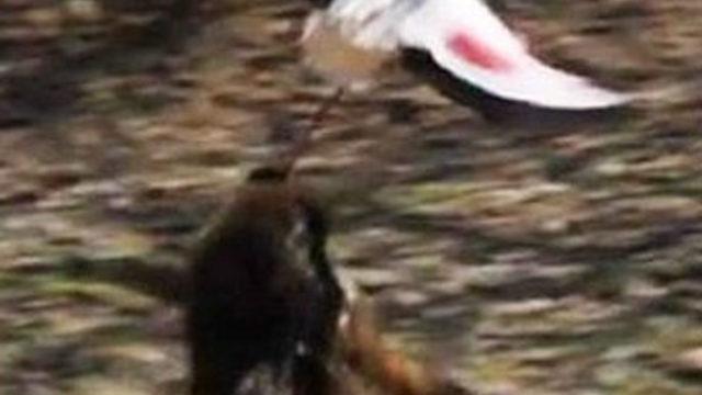 Aç babun flamingoyu havada yakaladı