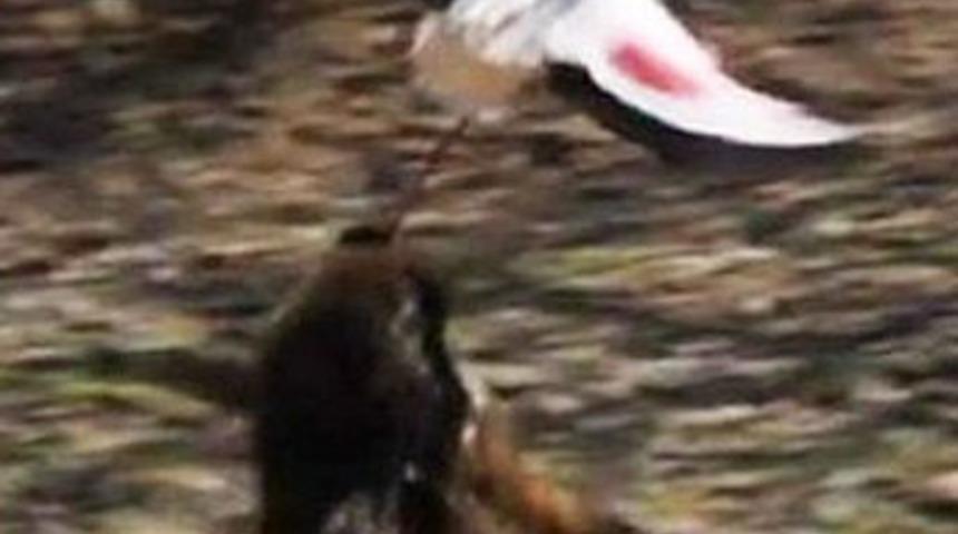 A&ccedil; babun flamingoyu havada yakaladı