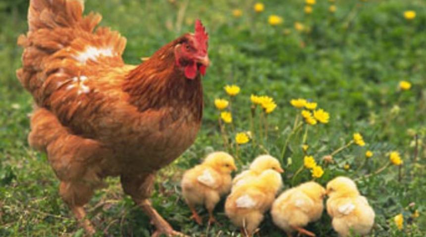 G&uuml;breden elektrik &uuml;retilecek