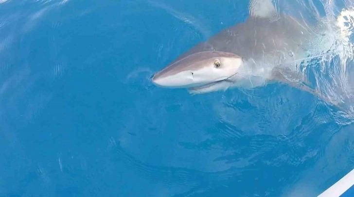 Büyük bir kuzu balığı yakaladığını düşünüp sevindi... Yaklaşınca şaşkına döndü! Bir anda göz göze geldi G2