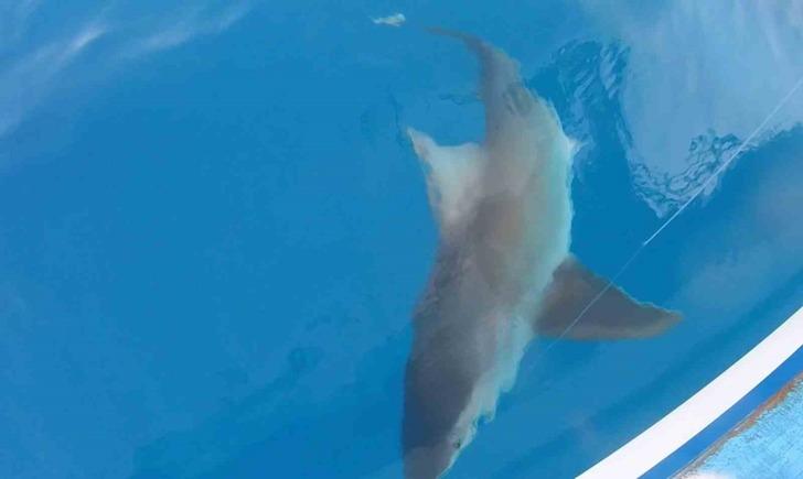 Büyük bir kuzu balığı yakaladığını düşünüp sevindi... Yaklaşınca şaşkına döndü! Bir anda göz göze geldi G5