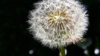 Kanseri yenen çay: Karahindiba