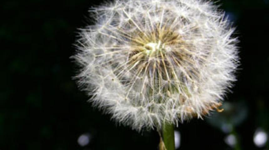 Kanseri yenen çay: Karahindiba