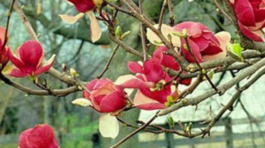 Dikkat...Sıra dışı bir bahar ve yaz geliyor