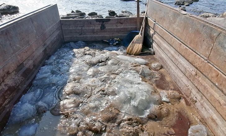 Sahilde yürüyüş yapanlar karşılaştıkları manzarayla şaşkına döndü! 'Ölüsüne bile dokunmayın' G4