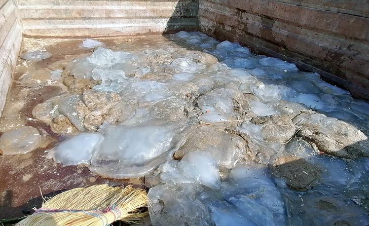 Sahilde yürüyüş yapanlar karşılaştıkları manzarayla şaşkına döndü! 'Ölüsüne bile dokunmayın' G5