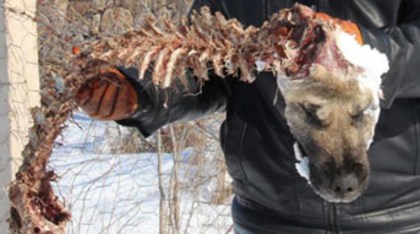 A&ccedil; kurt vahşeti