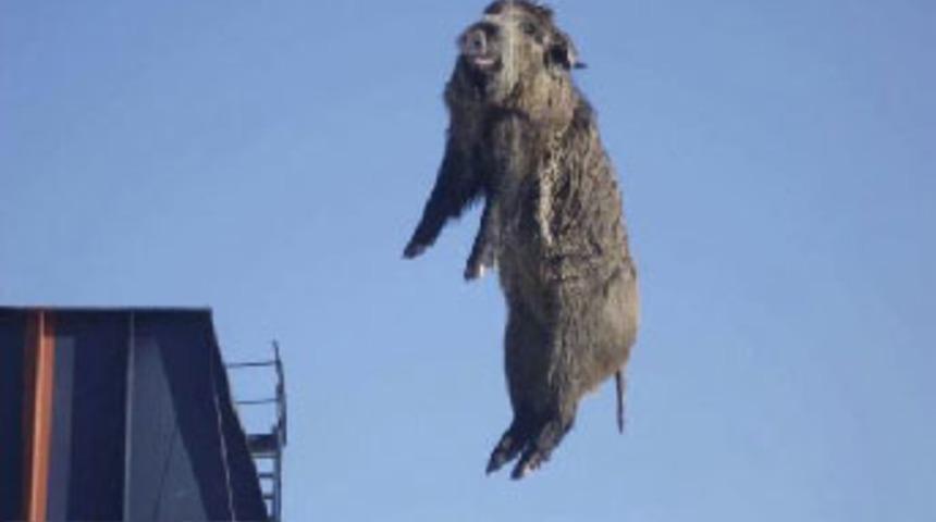 Tersanede domuz paniği