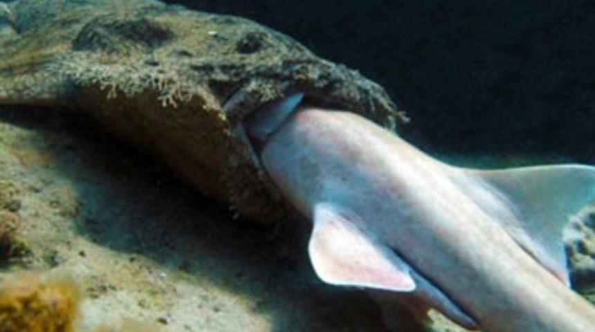 Yamyam köpekbalığı böyle görüntülendi