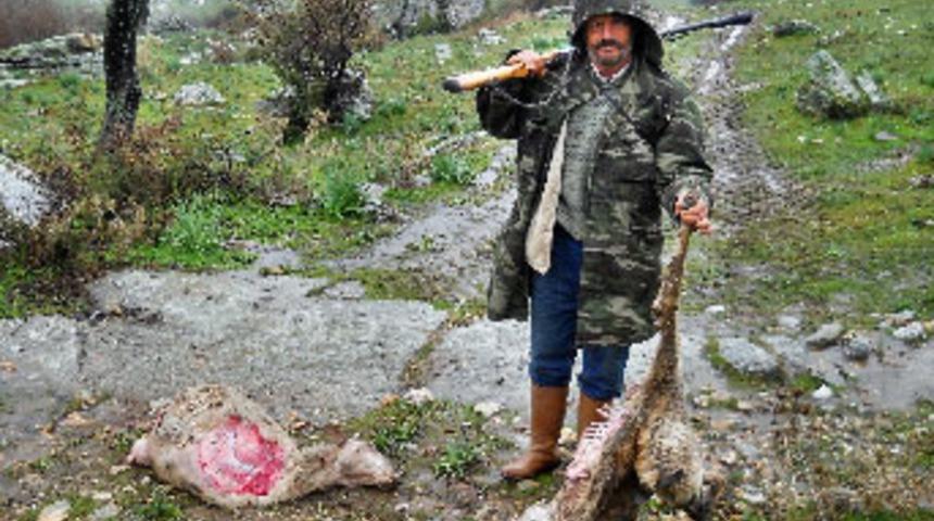S&ouml;ke'de canavar paniği