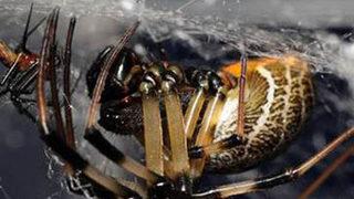 Erkeğini hadım bırakıyor