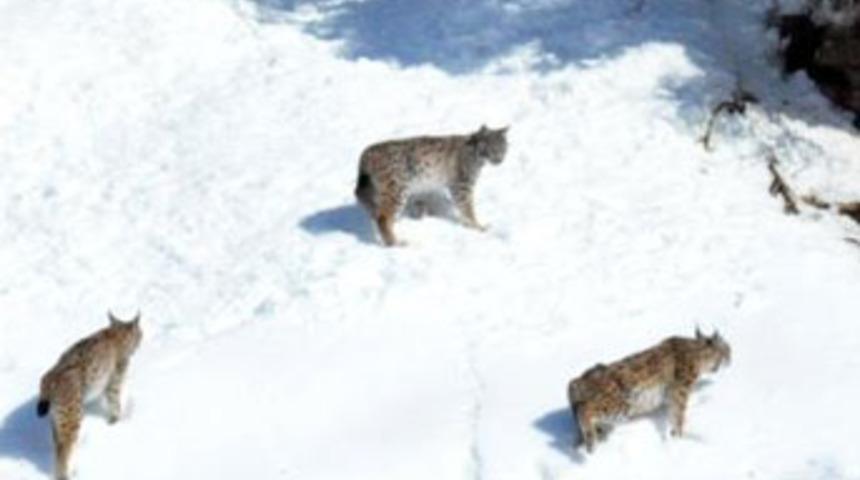 Tunceli'de vaşaklar k&ouml;ylere indi