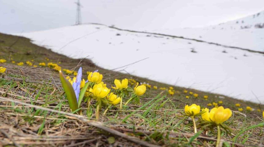 O ilde aynı anda hem kış hem bahar! Kar erimeden çiçekler açtı