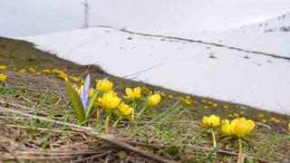 O ilde aynı anda hem kış hem bahar! Kar erimeden çiçekler açtı