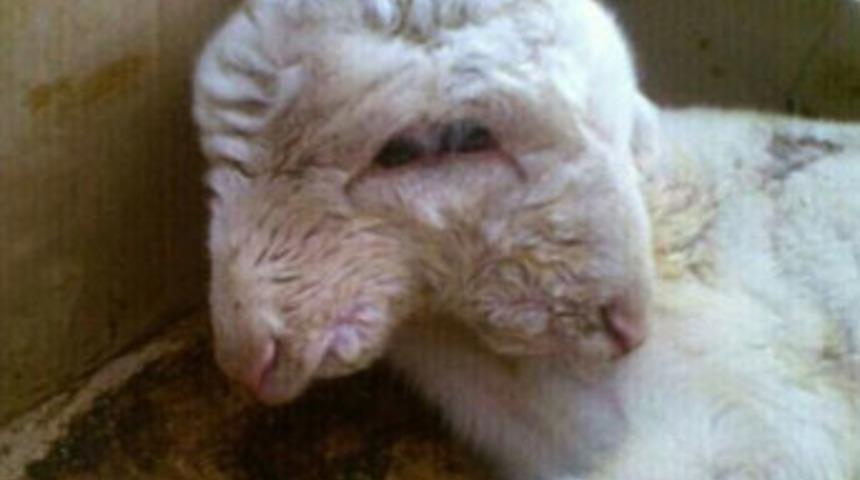 &Ccedil;ift başlı, 2 g&ouml;zl&uuml; koyun!