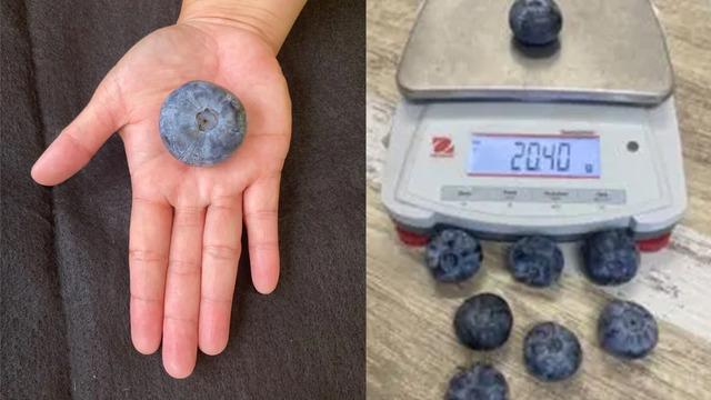 Avustralya’da yetişen yaban mersini, ağırlığıyla dünya rekoru kırdı