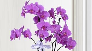 Çiçeklerin anlamları: Popüler çiçek çeşitleri ve söyledikleri 