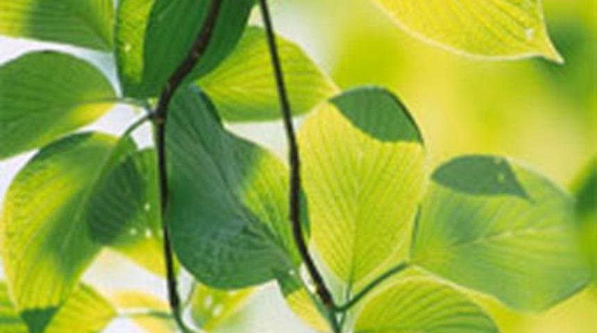 Geleceğin enerji kaynağı yapay yaprak