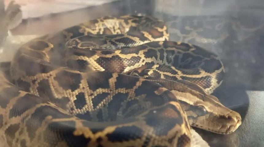 Yer: Trabzon! Cam fanusta saklıyordu: Görenler gözlerine inanamadı!