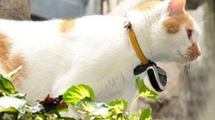 D&uuml;nyada moda olan son &ccedil;ılgınlık